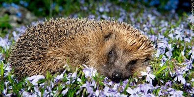 Igel in der Blumenwiese