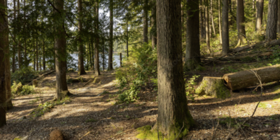 Ammoniakemissionen senken zum Schutz von Wäldern und Biodiversität.