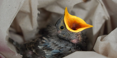 Verletzte, kranke und unterernährte Vögel werden im Naturmuseum wieder aufgepäpppelt.