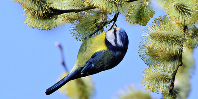 Auch die Blaumeise brütet in den Gärten unseres Landes. Sie ist jedoch etwas seltener als ihre grosse Schwester, die Kohlmeise.