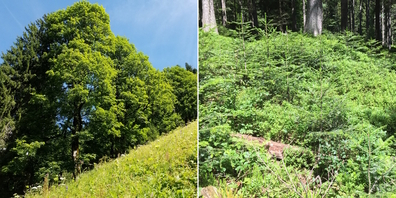 Der Kanton St.Gallen hat zwei neue Waldreservate im Toggenburg: «Leist» (l.) und «Tanzboden-Regelstein». Beide sind wichtig für die Biodiversität.