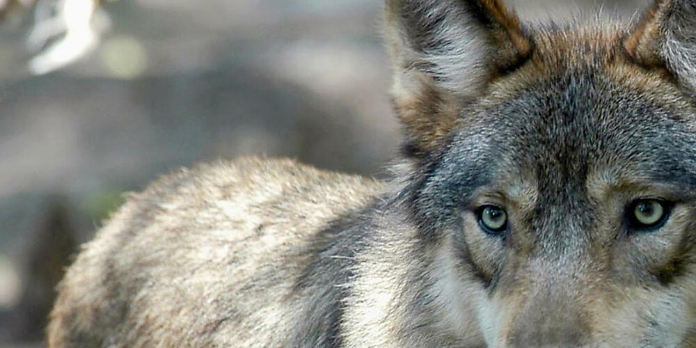 Ein Wolf riss in der Nacht auf Pfingstmontag in Trogen eine Ziege und verletzte ein Schaf. (Archivbild)