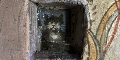 Eine Katze versteckt sich im Stadtmuseum.