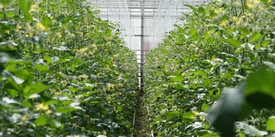 Die Produktion soll transparent sein.