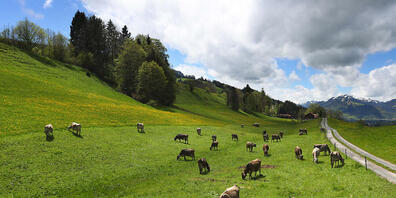 Zuger Landwirtinnen und Landwirte setzen im Rahmen eines Projekts ihre eigenen Ideen für eine ressourcenschonende Landwirtschaft um. (Symbolbild)