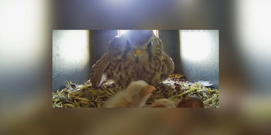 Das ist der dritte Turmfalke, der in dieser Familie seit Sonntag das Licht erblickte. (Bild Screenshot / Armin Hegner)