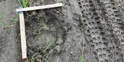 Die in der Nähe von Rankweil entdeckten Bärenspuren