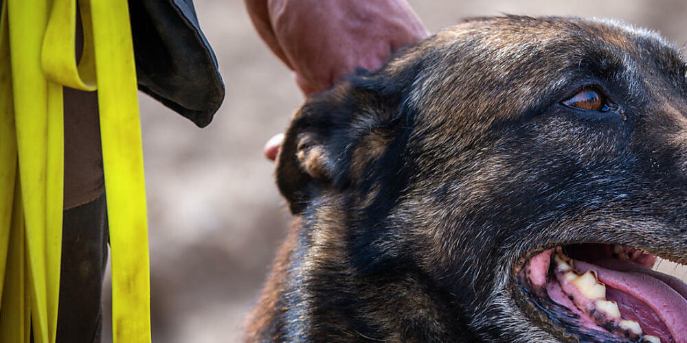 Der Kanton Obwalden passt sein Veterinärgesetz hinsichtlich der Massnahmen für gefährliche Hunde an. (Archivbild)