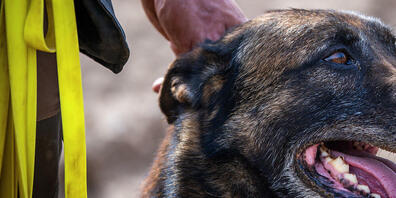 Der Kanton Obwalden passt sein Veterinärgesetz hinsichtlich der Massnahmen für gefährliche Hunde an. (Archivbild)