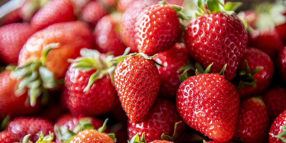 Sündhaft rot: Die Erdbeeren sind reif.