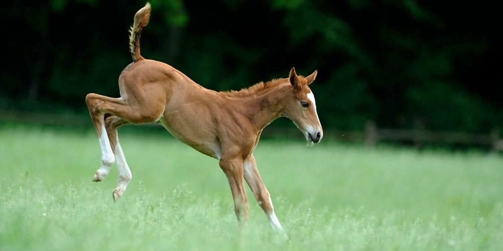 Am Samstagabend startet die Versteigerung