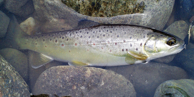 Der betroffene Fisch: Die Bachforelle