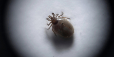 Überall verbreitet: Die Zecke sticht in allen Gebieten der Schweiz zu und findet ihre Opfer auch in Höhen von 2000 Metern. 