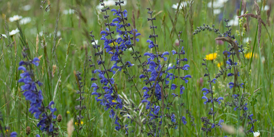 Wildblumen können die Artenvielfalt im Garten fördern.