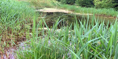 Ein Weiher ist ein wertvolles Naturschutzobjekt.