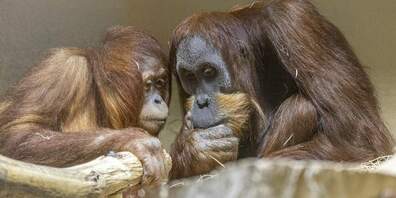 Orang-Utan-Weibchen Riang und Neuzugang Awang (r.) verstehen sich bestens. 