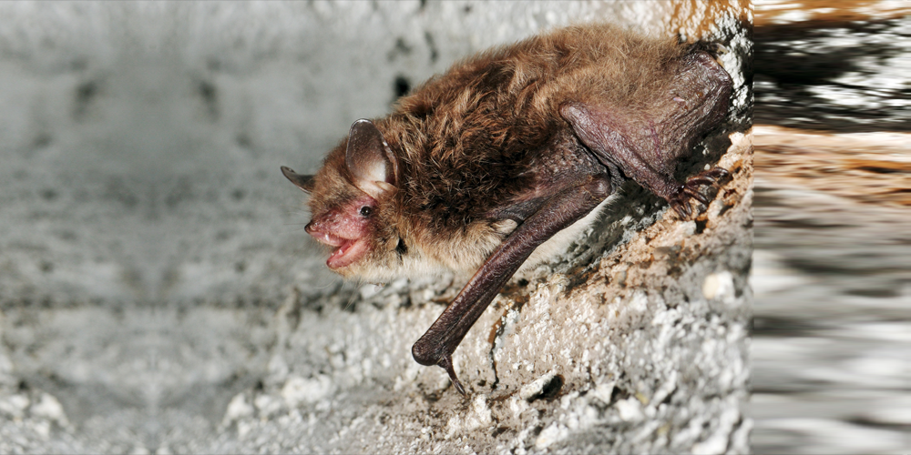 Die Wasserfledermaus, unser heimlicher Nachbar – sehr nützlich und völlig harmlos. © René Güttinger