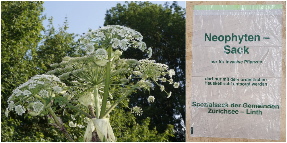 Pflanzen wie der Riesenbärenklau (l.) müssen im Neophyten-Sack entsorgt werden.
