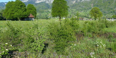 Im Gebiet Frolgraben führen neue Hecken, Blumenwiesen und weitere Elemente zu einem vielfältigen Lebensraum.