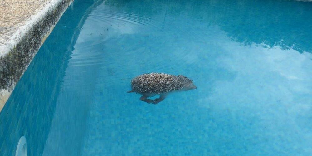 Ein verunglückter Igel in einem ungesicherten Swimmingpool