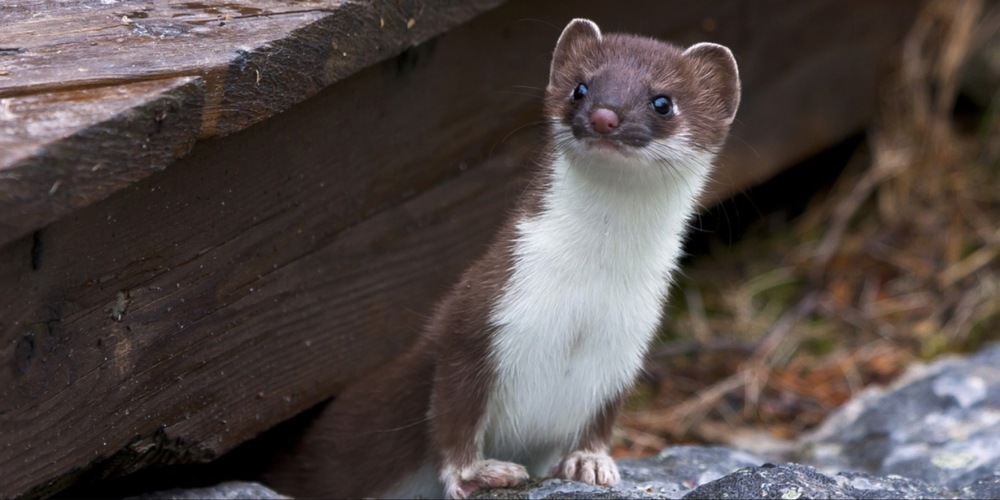 Wiesel ernähren sich v.a. von Mäusen. Die kleinen Tiere werden oft selbst zu Gejagten.