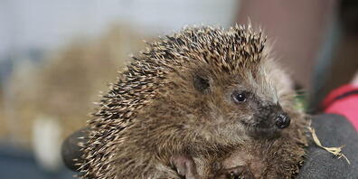 In Schaffhausen befreiten Polizisten einen Igel aus seiner misslichen Lage. (Archivbild)