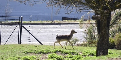 Der kleine Tierpark hat durchaus einen Namen in Zürich. Doch seine Zukunft ist ungewiss. Die Stadt will aber erst im Oktober informieren, ob und wie sie Unterstützung bietet.