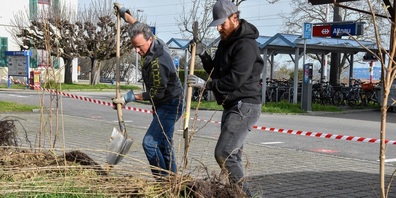 Christoph Soppelsa, Leiter TKB-Gewerbekunden (links), und Roman Barbitta, Geschäftsstellenleiter TKB-Altnau, schaufeln Löcher, um die Wildsträucher einzupflanzen.