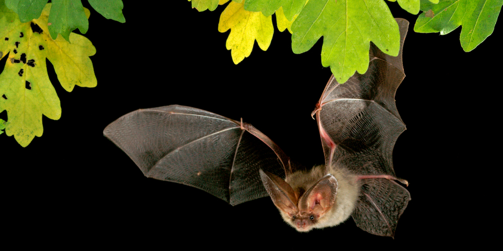 Von vielen unbemerkt jagen Fledermäuse wie das Braune Langohr am Nachthimmel nach Insekten.