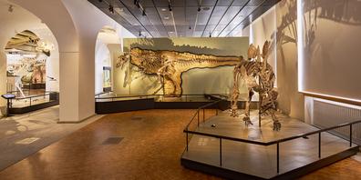 Im Naturhistorischen Museum der Universität Zürich stehen sich Jäger und Gejagter gegenüber: der scharfzahnige Allosaurus (hinten) und der für seine markanten Rückenplatten bekannte Stegosaurier Hesperosaurus.
