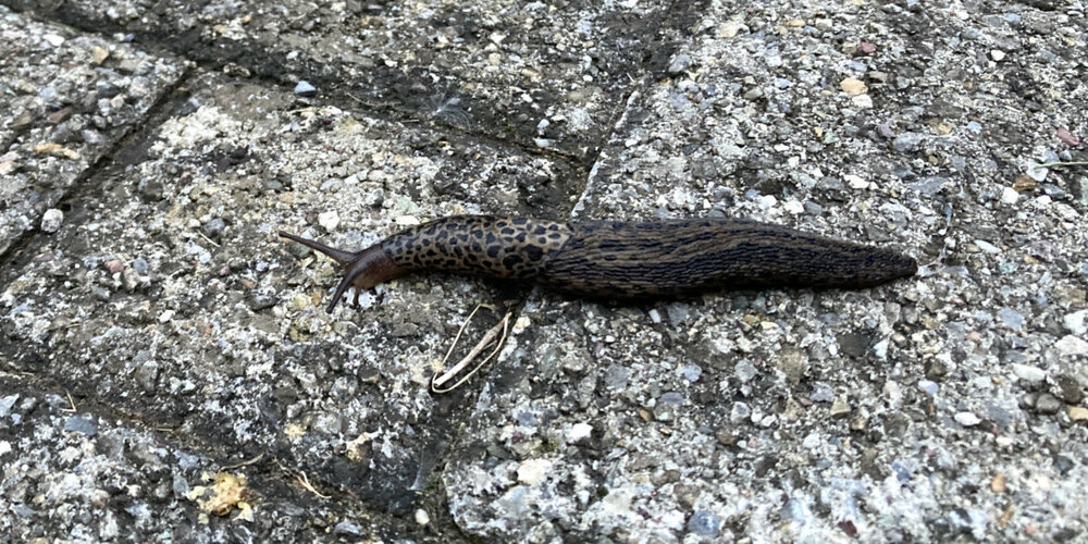 Die Tigerschnecke (auch Schnegel genannt) gilt als Nützling, denn sie frisst neben anderem auch Eier und Jungtiere anderer Nacktschnecken.