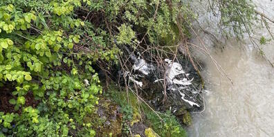 Eine lösungsmittelhaltige Flüssigkeit gelangte in die Goldach.