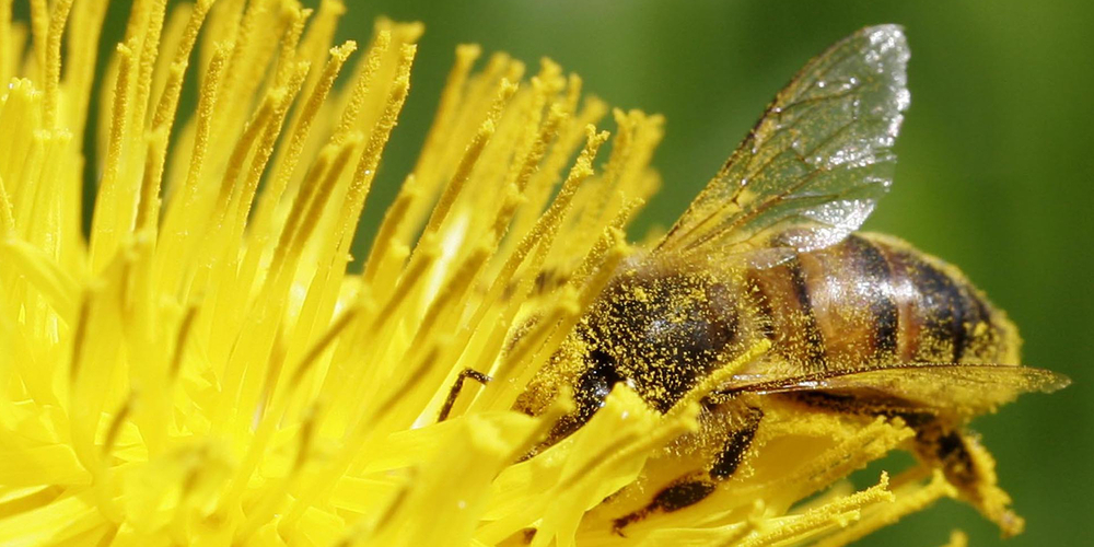 Bienen sind wichtig für unsere Umwelt.