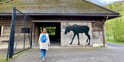 Im  Elchhaus des Tierpark Langenberg zeigt die Stiftung Wildnispark Zürich die neue Ausstellung «Wisent & Co. – die Landschaftsgärtner».