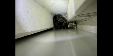 Die Katze namens Cesar war hinter einem schweren Tresorschrank eingeklemmt.