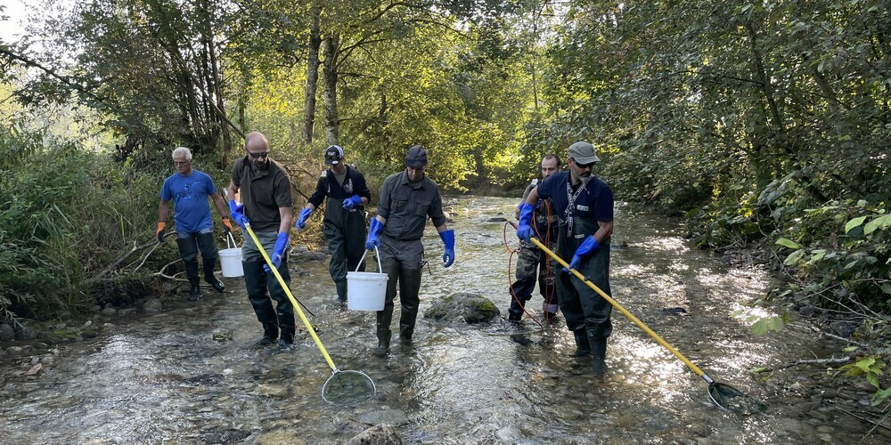 Beim Abfischen der Teststrecke im Gonzenbach