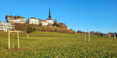 In Gossau wurden insgesamt 78 neue Bäume gepflanzt.