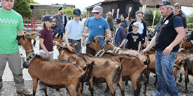 Auch für die Kleinen eine Schau: 500 Ziegen und Böcke werden beim Melser Feuerwehrdepot aufgeführt.