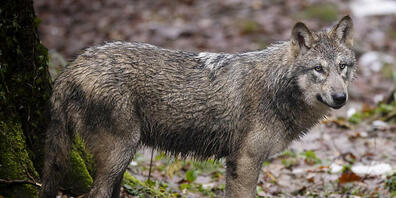Für einen geschossenen Wolf bezahlten die beiden St.Galler Behördenvertreter in Russland 1'100 Euro. Die Pelze der vier erlegten Tiere blieben in Russland. (Archivbild)