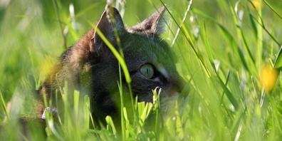 Nicht nur Rehkitze sind vom Mähtod bedroht, auch Katzen kommen immer wieder unter die Mähmaschinen. (Symbolbild)