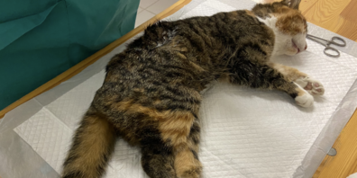 Katze Samia verlor bei einem Mähunfall beide Hinterpfoten. Sie lebt inzwischen gut mit ihrer Behinderung. 