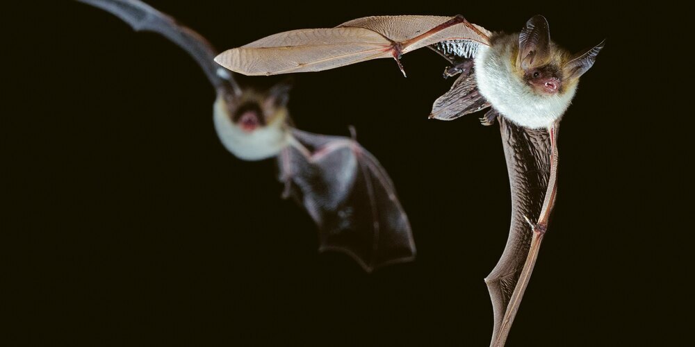 Grosse Mausohren im akrobatischen Flug – zu ihrer Nahrung gehören Laufkäfer, die sie am Boden von Laubwäldern finden. 