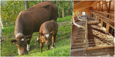 Am Linth-Tour-Anlass in Weesen darf man der ProSpecieRara-Rasse Evolèner begegnen (l.) und kann den neuen Laufstall besichtigen (r.).