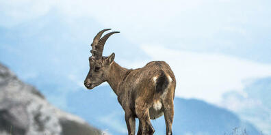 Ein Steinbock im Pilatus-Gebiet. (Archivaufnahme)