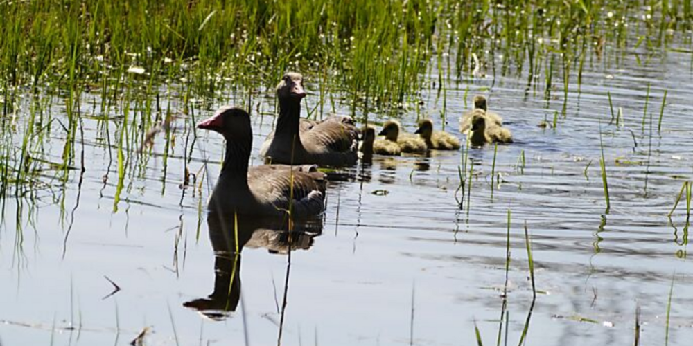 Wie versorgen Riedvögel ihren Nachwuchs? (Themenbild)