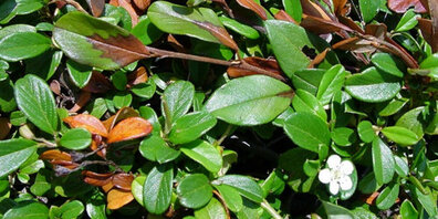 Feuerbrandbefall auf der Zierpflanze Cotonoeaster dammeri.