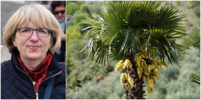 Margrit Simon: «Ebenfalls auf der Neophyten-Liste ist neu die Tessiner Palme.»