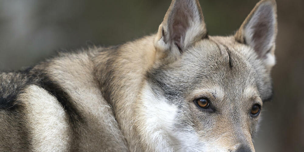 Ein Wolf hat in Trogen ein Schaf gerissen. (Symbolbild)