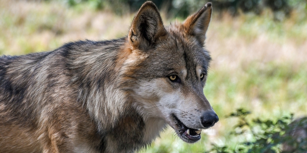 Ein Wolf hat in Trogen ein Schaf gerissen. (Symbolbild)