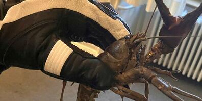 Der verirrte Edelkrebs bei seiner Zwischenstation auf dem Polizeiposten in Glarus.